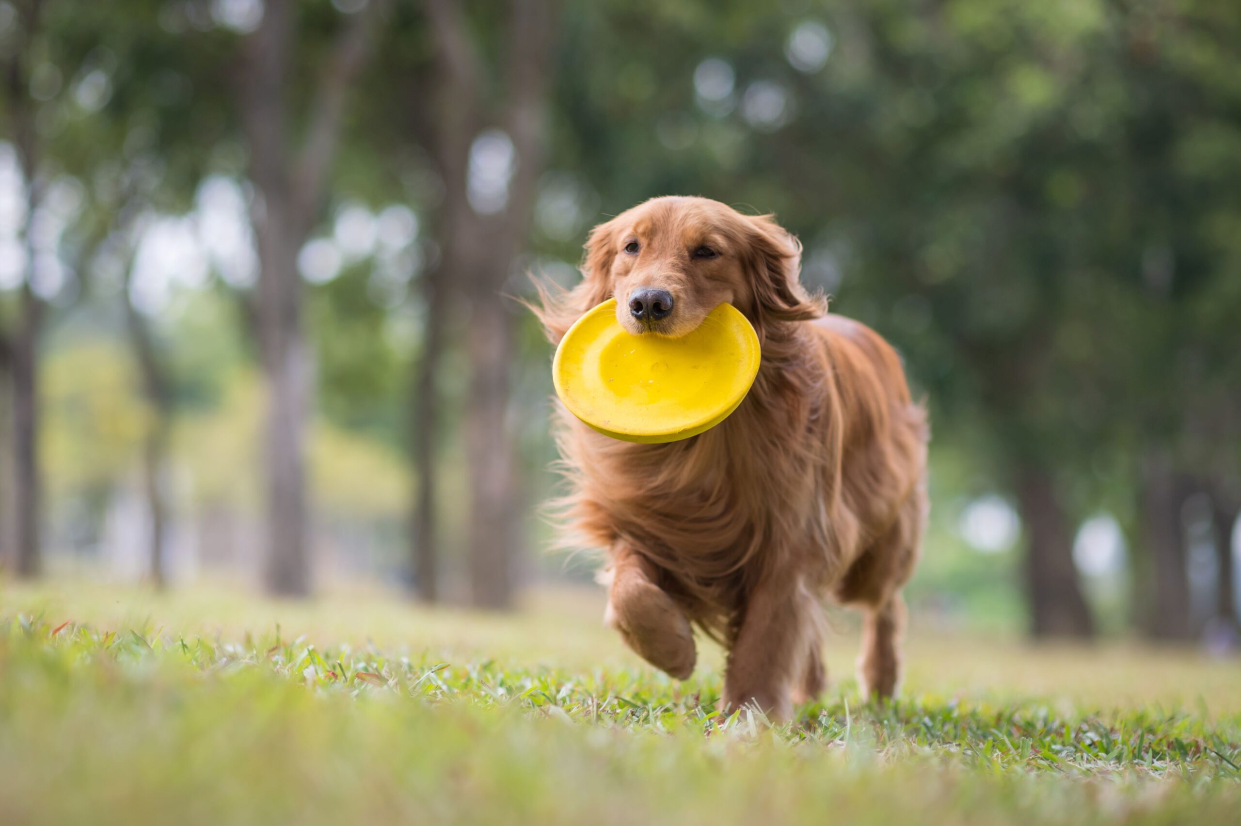 Goldener Retriever spielt Frisbee auf der Wiese
