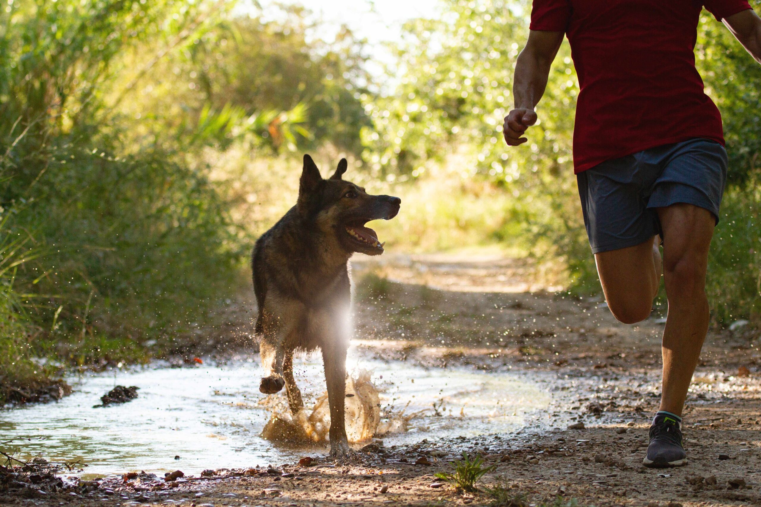 Läufer läuft mit seinem Hund über das Feld
