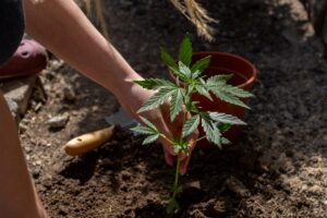 Mehr über den Artikel erfahren Bereits bewurzelte Jungpflanzen: Der clevere Shortcut für deinen Grow ohne Stolperfallen